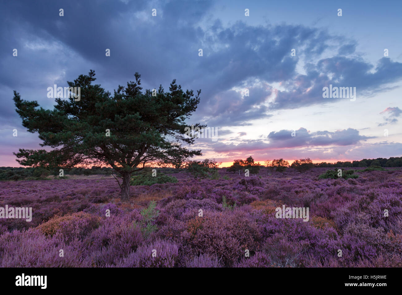 Westleton Heide Suffolk lila Heidekraut und Kiefer bei Sonnenuntergang Stockfoto