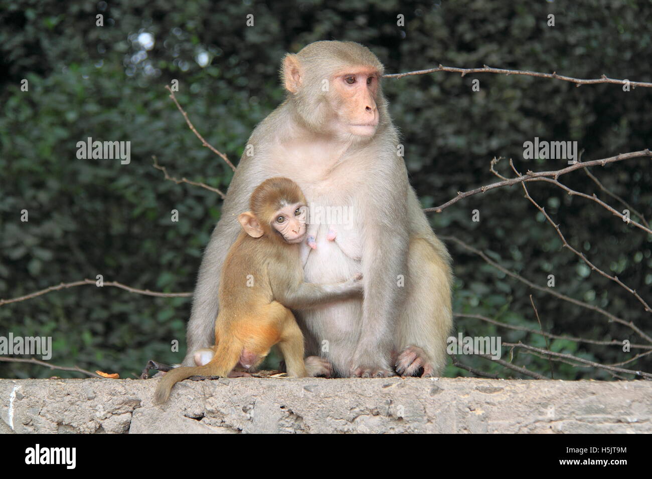 Rhesus-Makaken (Macaca Mulatta)-Mutter und Baby, Mehrauli archäologischen Park, Delhi, Indien, Südasien Stockfoto