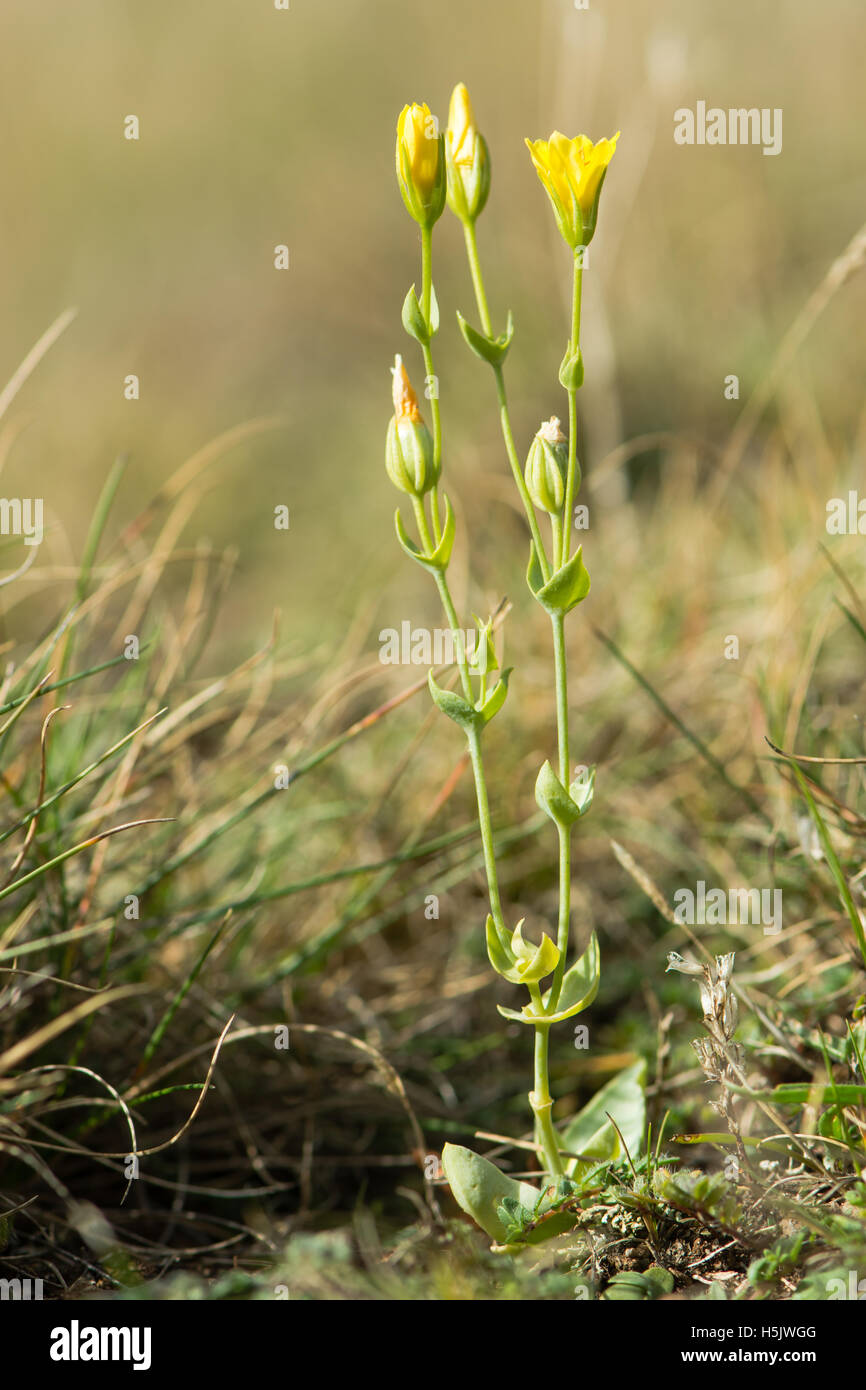 Gelb-Scharte (Blackstonia mitriformis). Kleine Anlage in Familie Gentianaceae mit gelben Blüten und Blättern um den Stamm verschmolzen Stockfoto