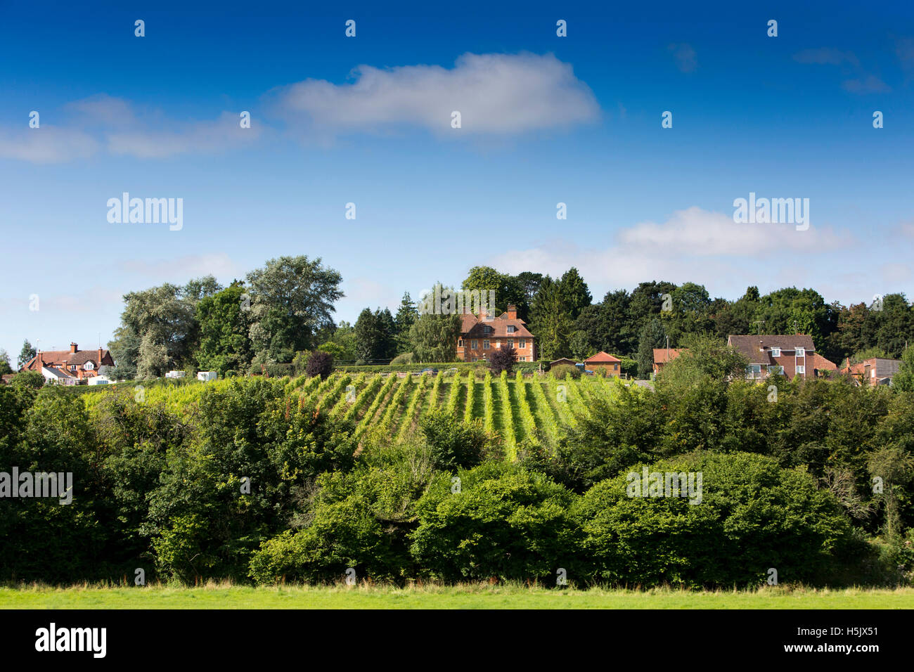 Großbritannien, England, Wiltshire, Salisbury Plain, Littleton Holzessenz, a Weinberg Stockfoto