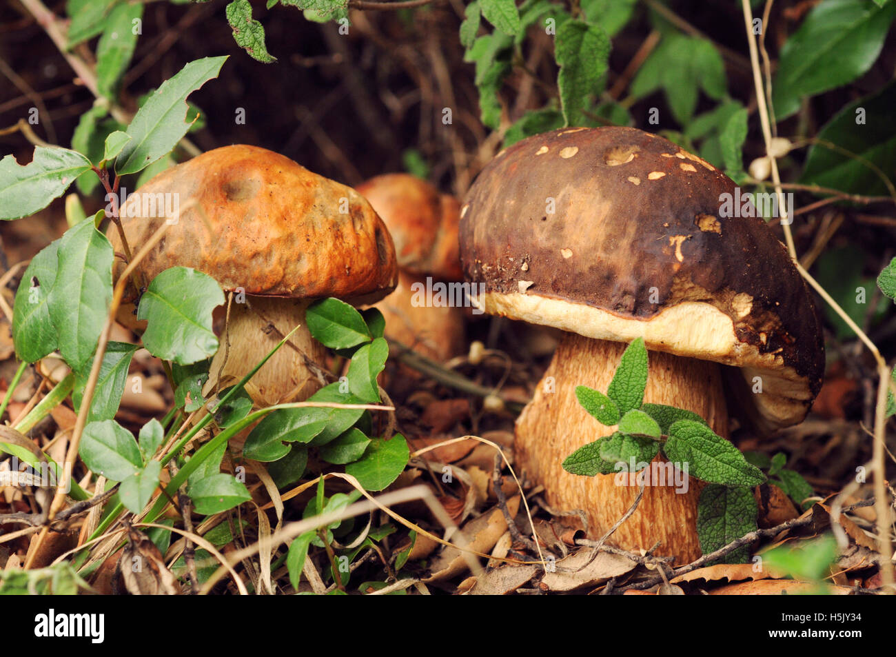 Wild gepflückten Birke Boletus Pilz Stockfoto