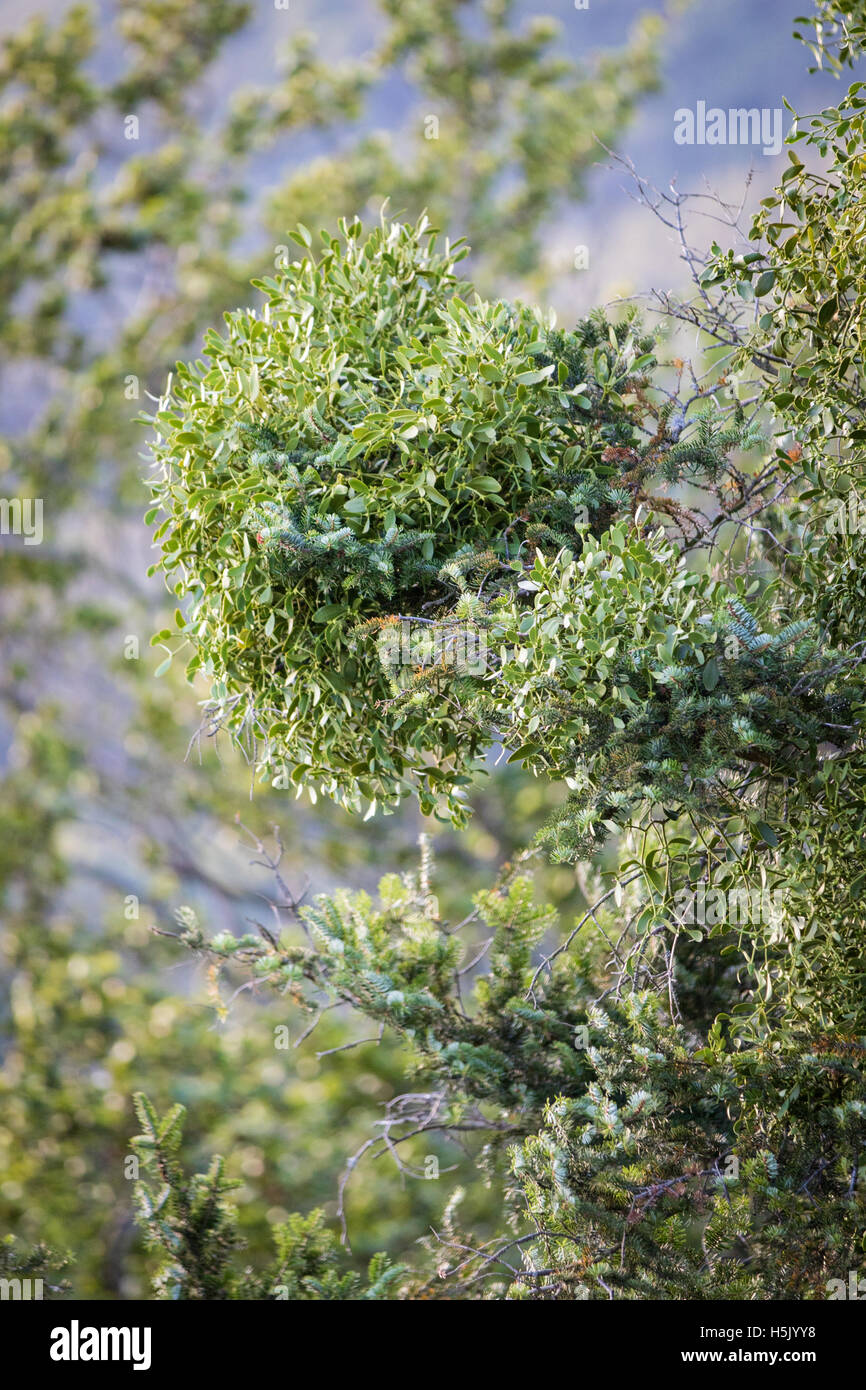 Mistel hoch oben auf einer Tanne in den Bergen Stockfoto