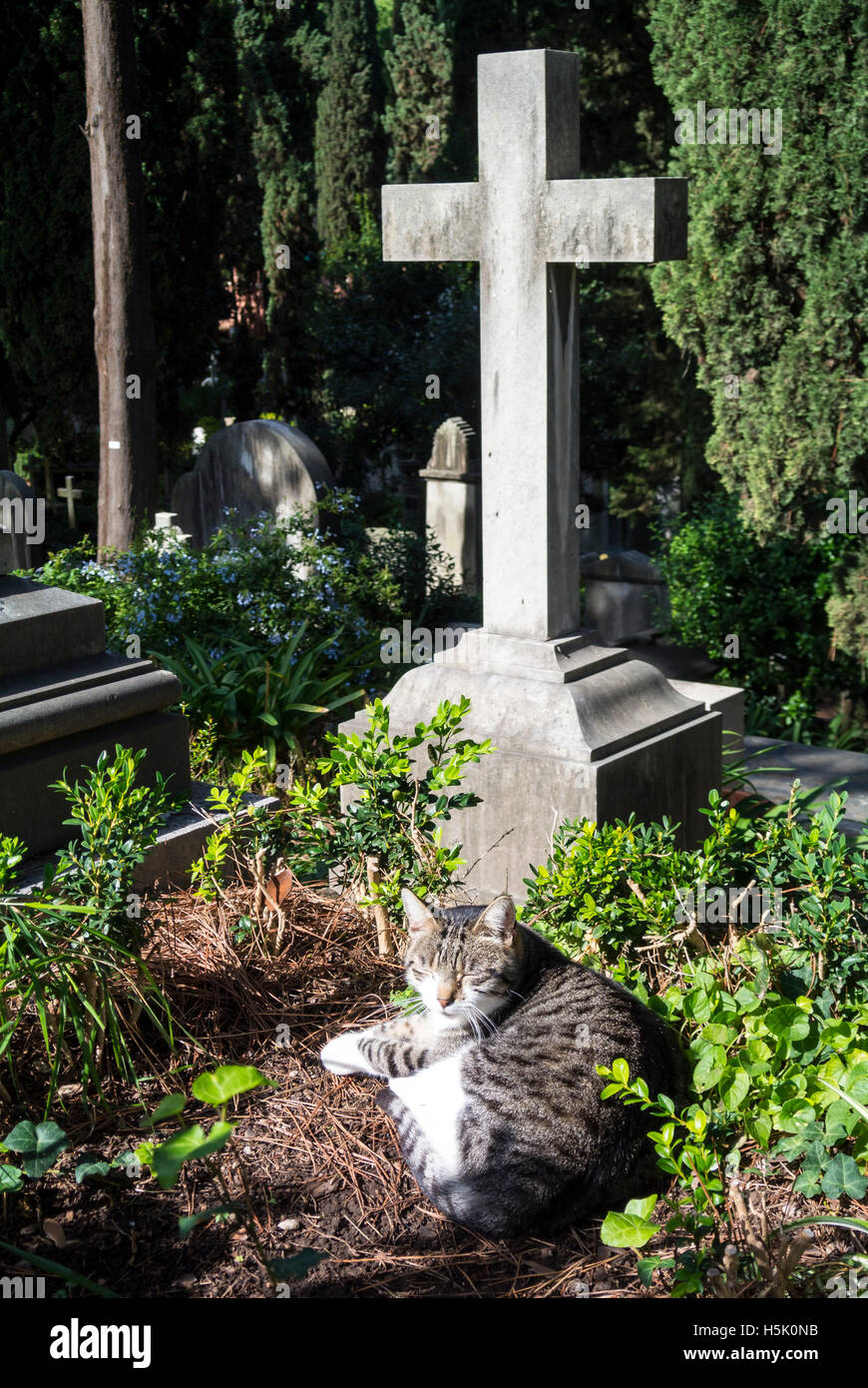 Katze neben Grab Cimitero Degli Inglesi, cemeterio acattolico, Rom Italien Stockfoto