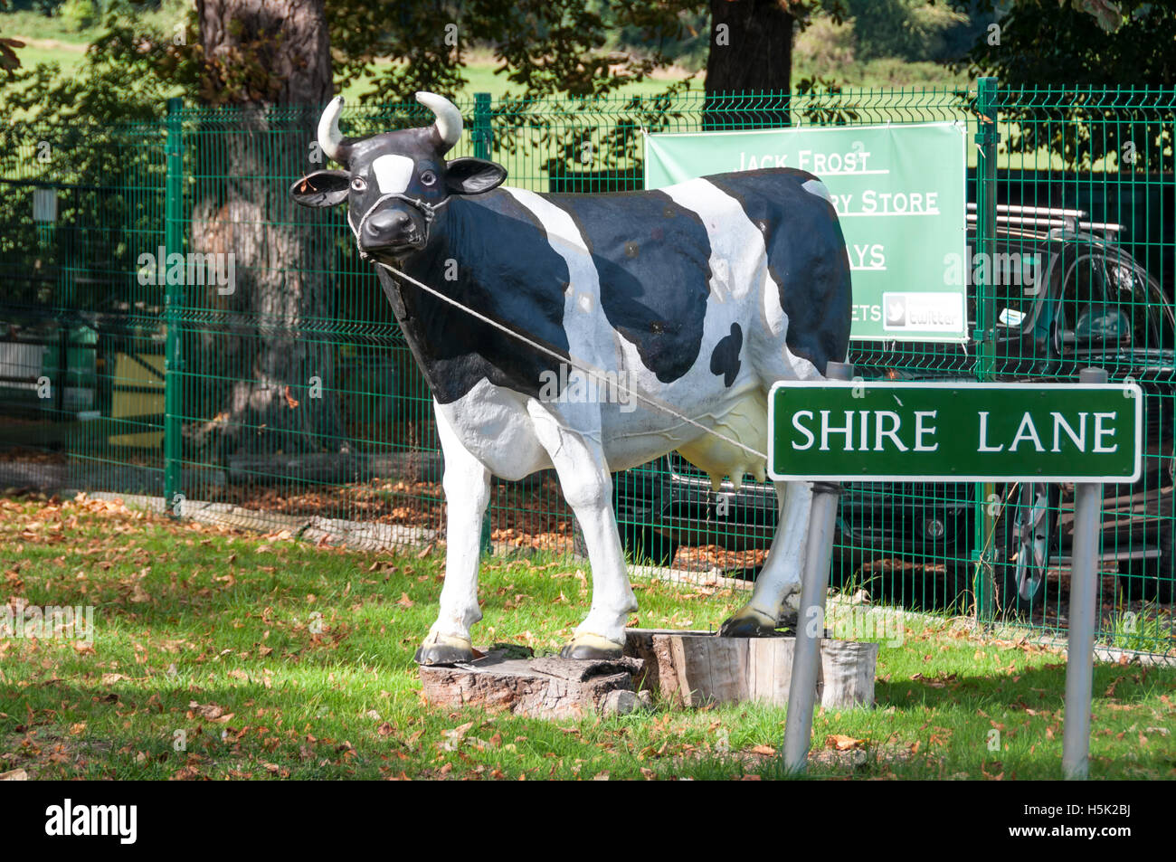 Lebensgroße Fiberglas Modell Friesen Kuh an einem Straßenschild gebunden. Stockfoto