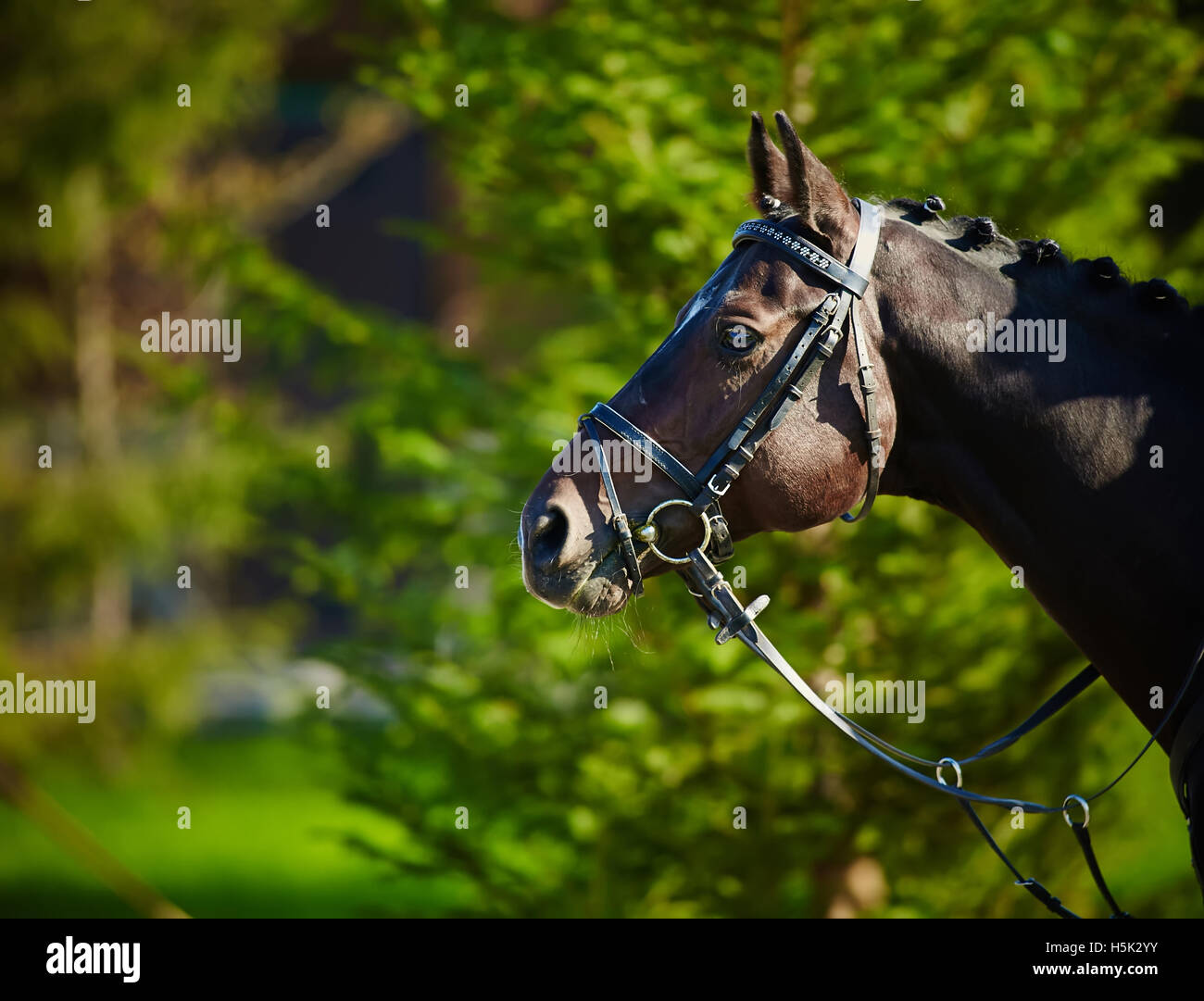 Pferd auf die Natur. Stockfoto