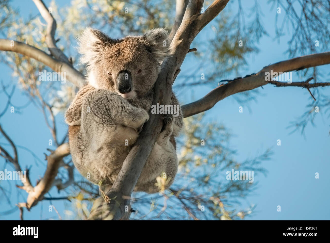 Ein großen männlichen wild Koala posiert auf einem Kaugummi Baum in Australien Stockfoto