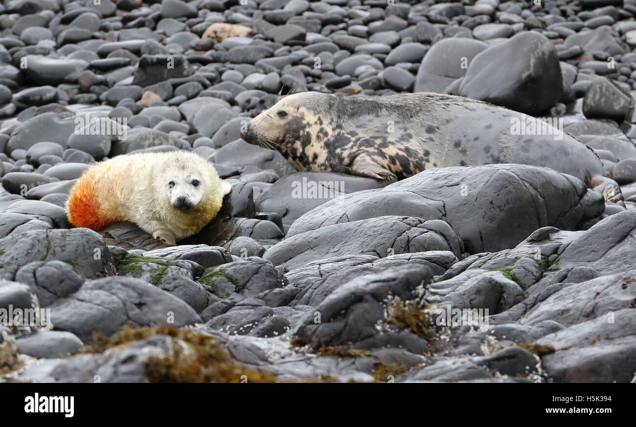 STANDLEITUNGEN HINZUFÜGEN VERWEIS AN DEN NATIONAL TRUST. KORREKTE Beschriftung unten sind die ersten Jungrobben des Jahres von National Trust Rangers auf den Farne Islands vor der Küste von Northumberland entdeckt. Stockfoto