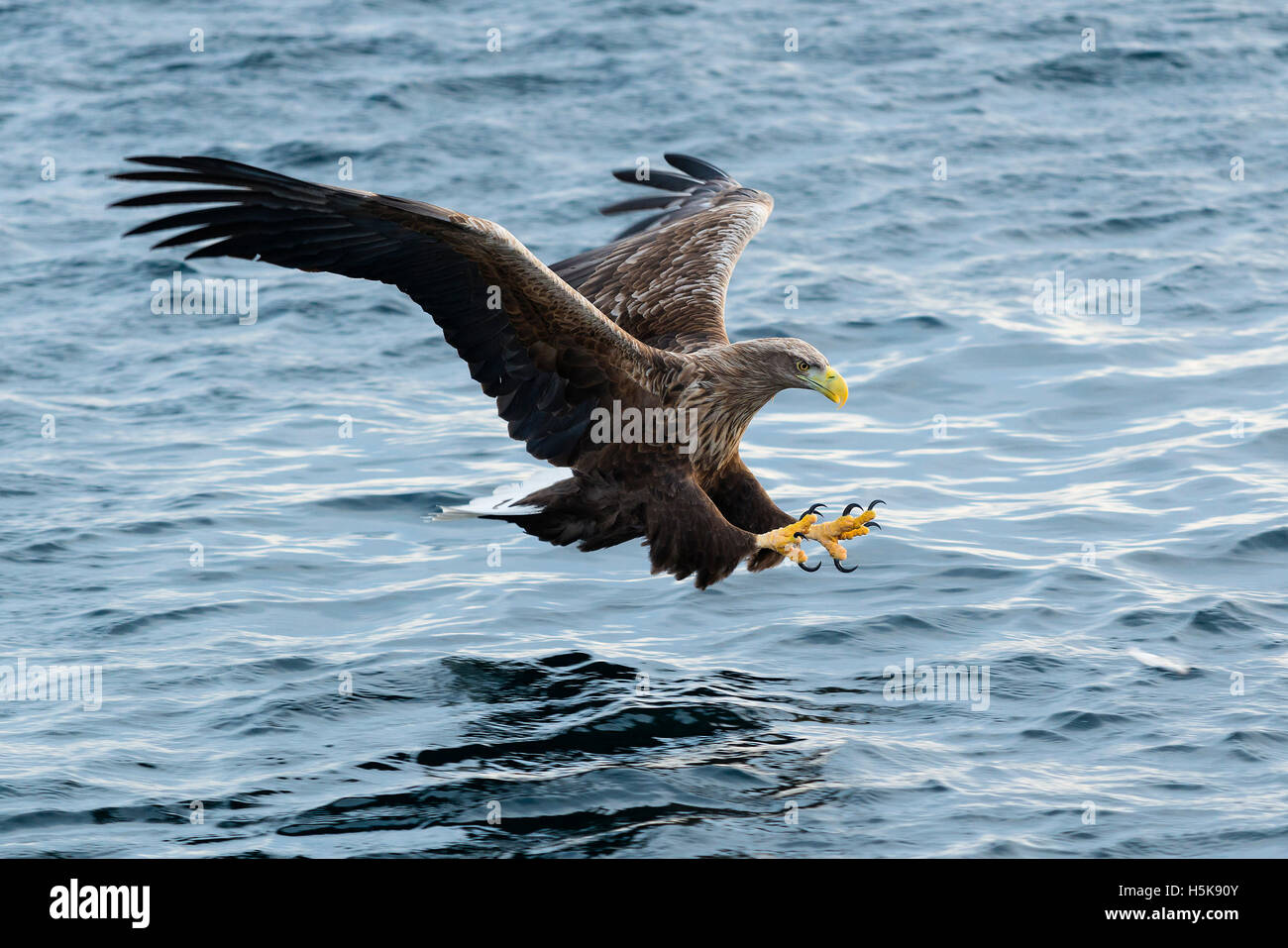 Seeadler (Haliaeetus Horste) Jagd, Landung Ansatz über dem Wasser, Lofoten, Norwegen Stockfoto