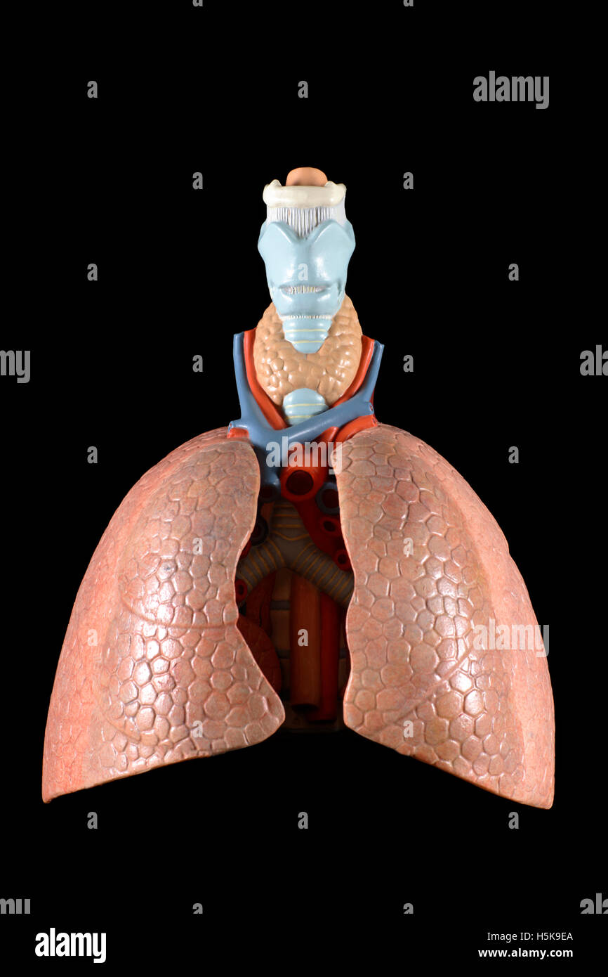 Anatomisches Modell der Lunge Stockfoto