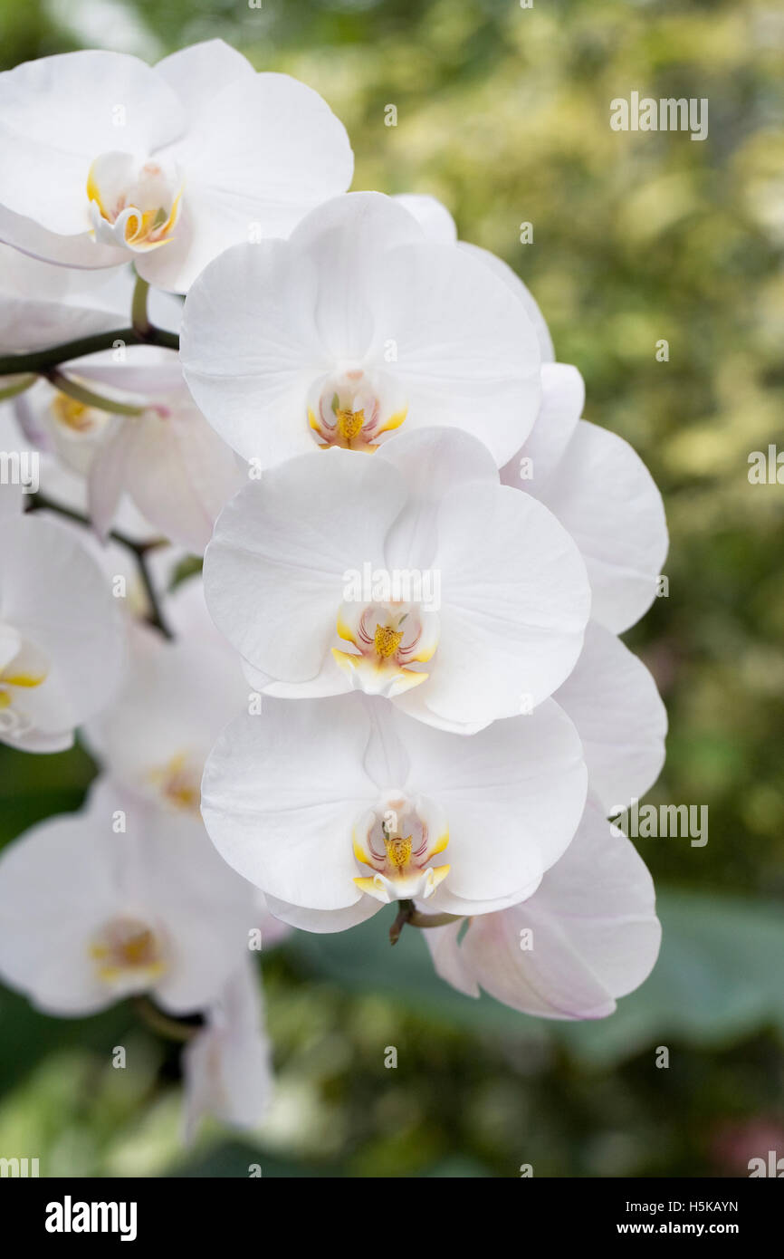 Phalaenopsis Sorte. Motte Orchidee Blume wächst in Aprotected Umgebung. Stockfoto