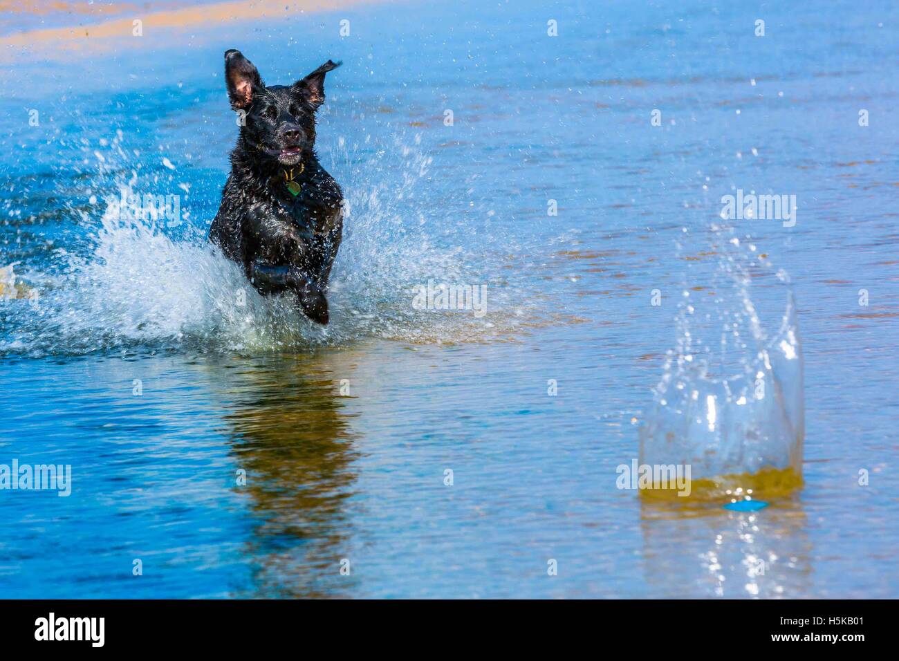 Ein schwarzer Labrador Hund laufen und Spritzwasser durch Wasser, die Jagd nach einem blauen ball Stockfoto