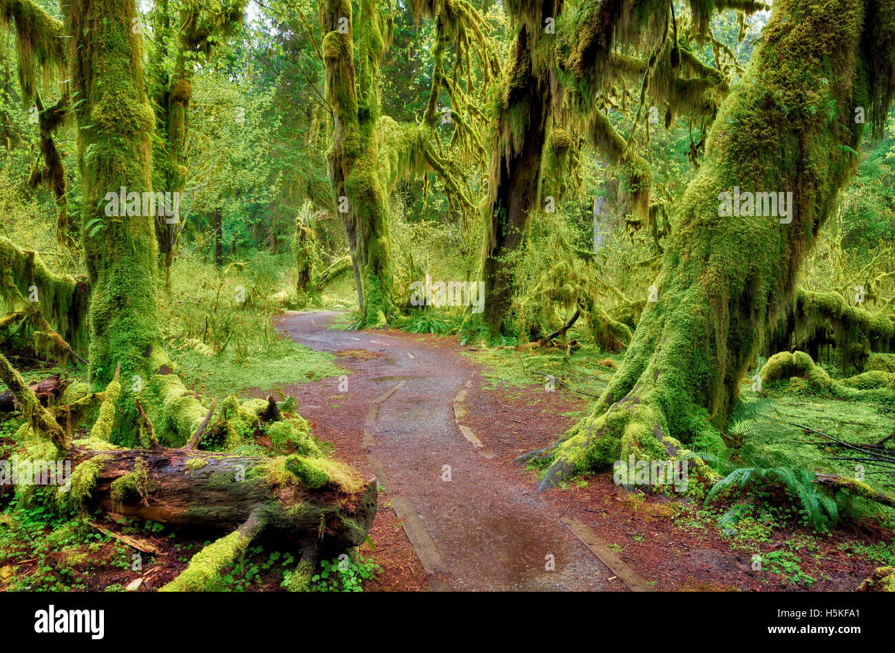 Pfad in Halle von Moosen. Hoh Regenwald. Olympic Nationalpark, Washington Stockfoto
