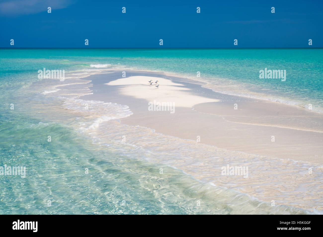 Seeschwalben auf kleine Sandinsel. Turks- und Caicosinseln. Providenciales Stockfoto