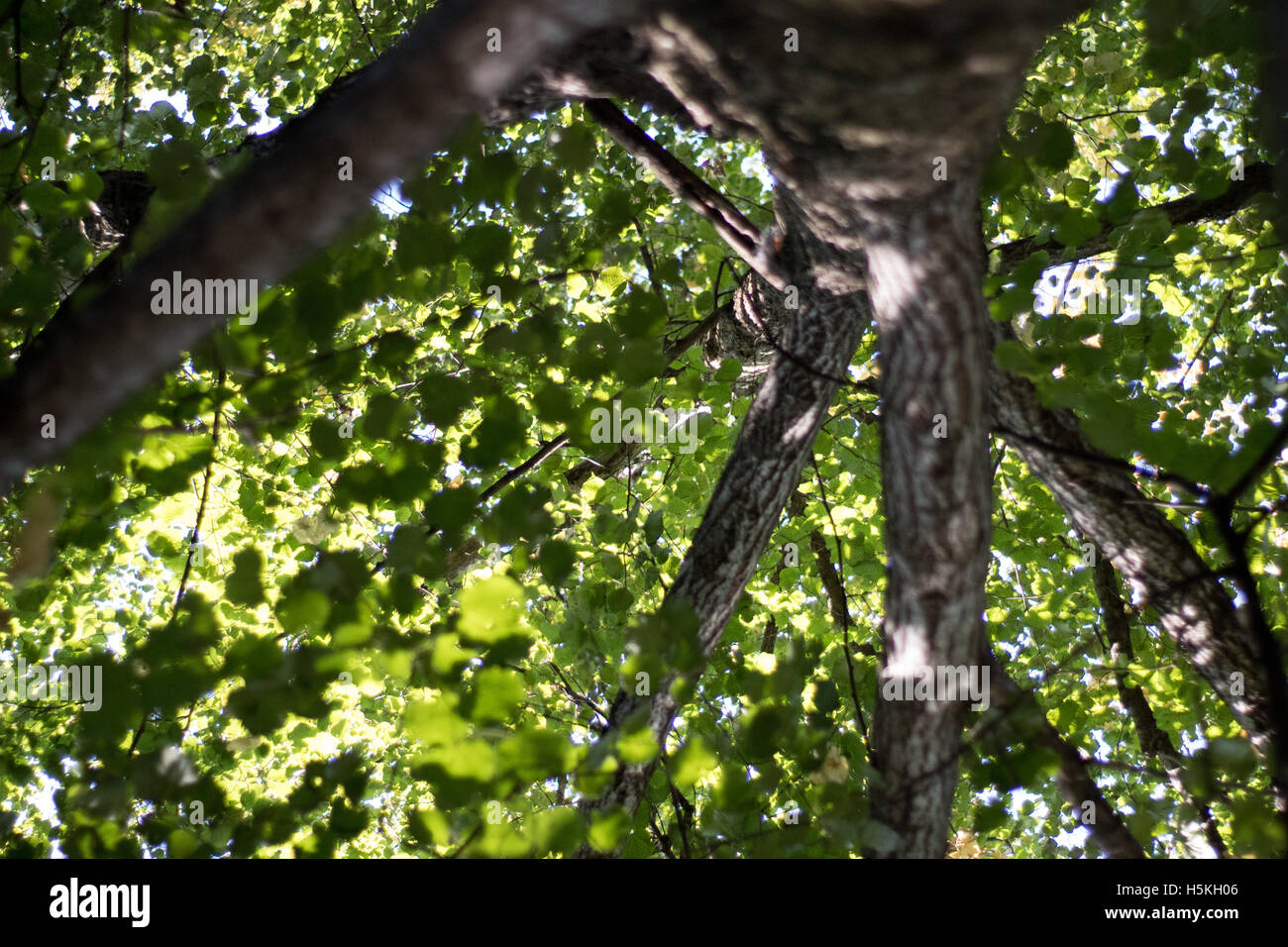 Grüner Baum im Wald Stockfoto