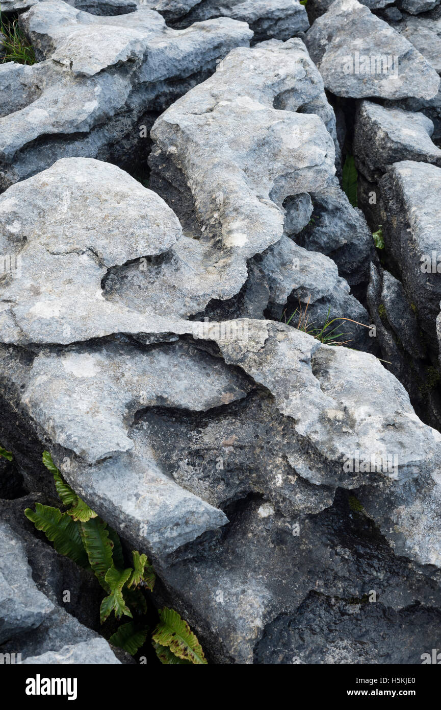 Kalkstein Pflaster, Sulber, Ingleborough Nature Reserve, in der Nähe von Horton in Ribblesdale, Yorkshire. Stockfoto