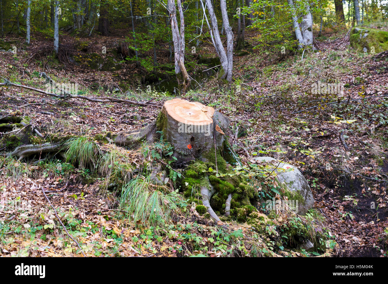 Baum in einem Wald. Holzindustrie Stockfoto