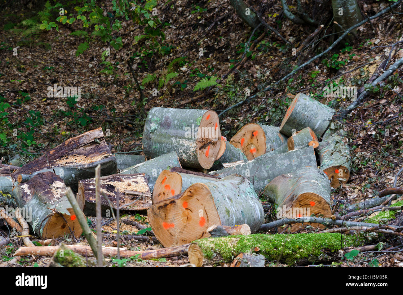 Protokolle in einem Wald. Holzindustrie Stockfoto