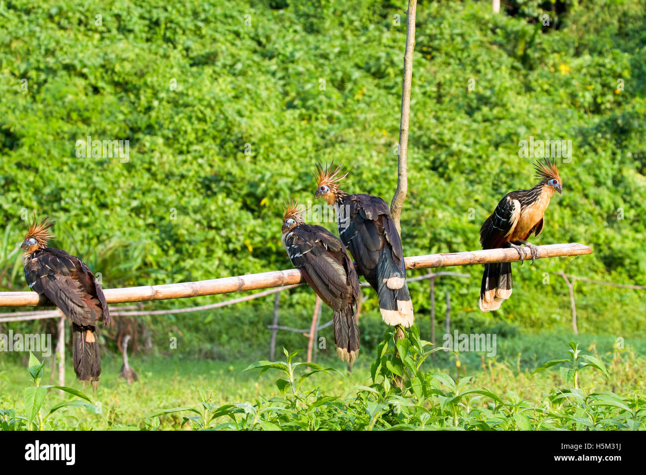 Gruppe der Hoatzin Vögel thront auf der pole Stockfoto