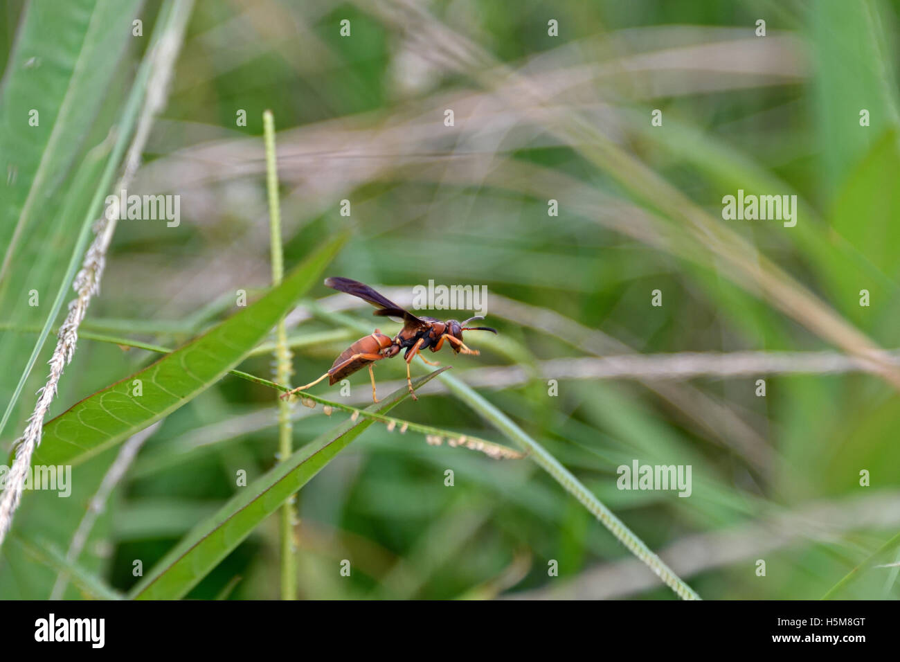 Polistes Arten (möglicherweise Fuscatus) stellte eine Papier-Wespe wahrscheinlich Insel Ascension aus Nordamerika Stockfoto