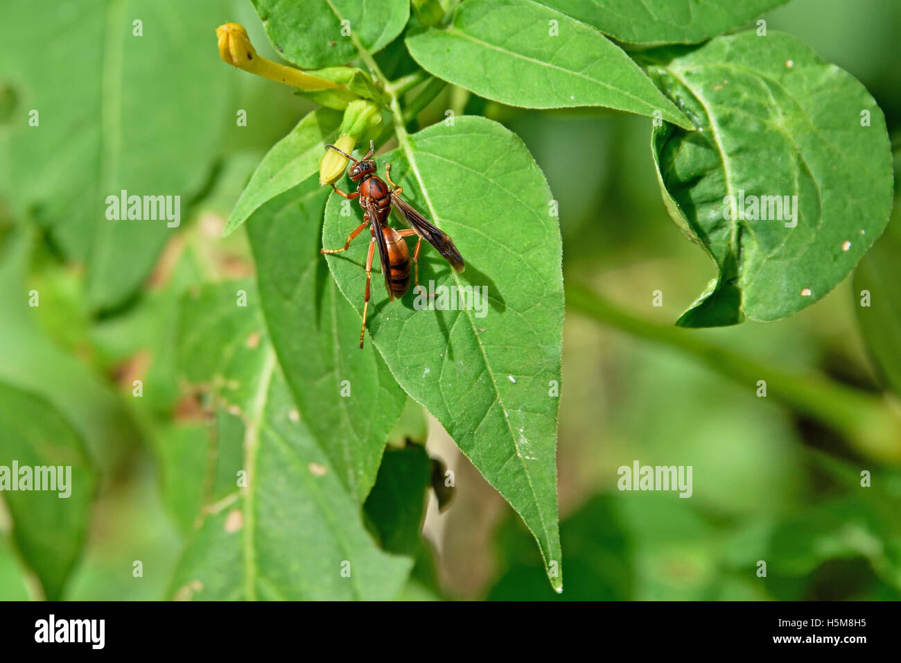 Polistes Arten (möglicherweise Fuscatus) stellte eine Papier-Wespe wahrscheinlich Insel Ascension aus Nordamerika Stockfoto