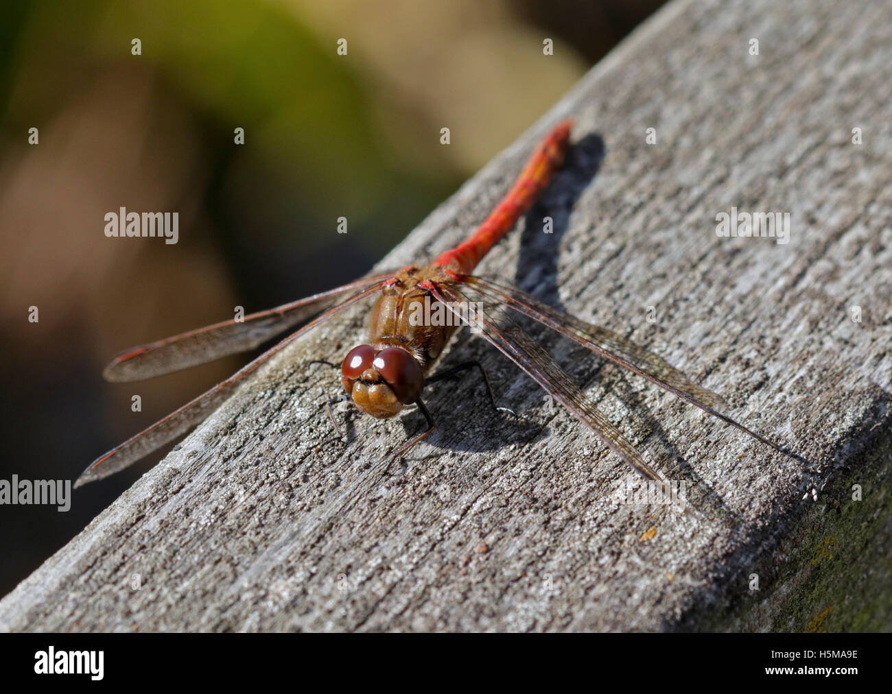 Gemeinsamen Darter Libelle (Sympetrum Striolatum) Stockfoto