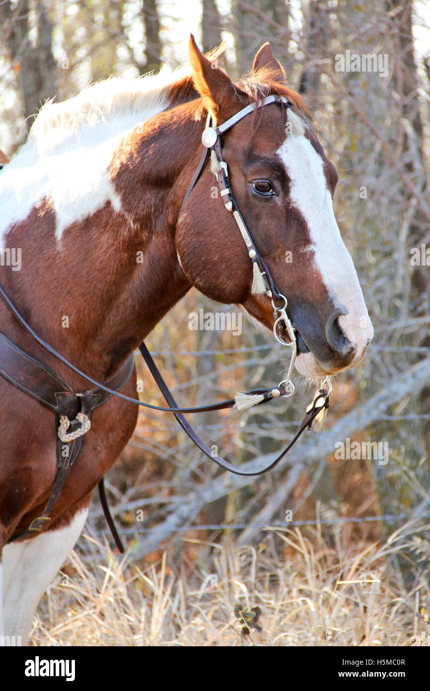 Braune und weiße Pferd Stockfoto