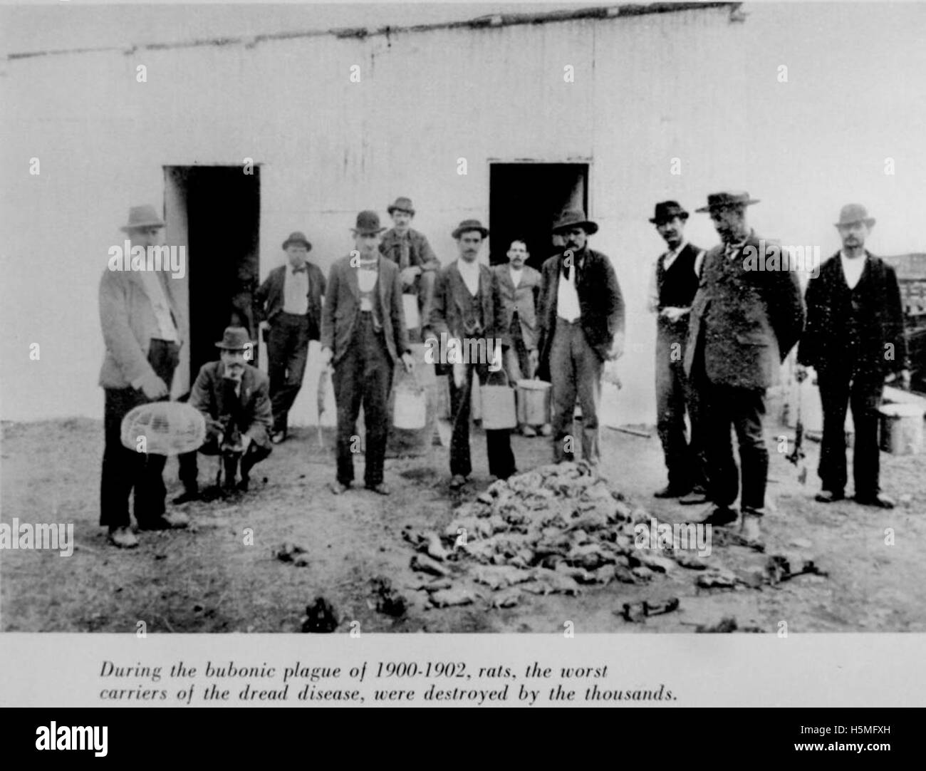 Während des Ausbruchs der Bubonischen Pest in Brisbane zwischen 1900 und 1902 wurden Ratten zerstört, um die Ausbreitung der Krankheit zu verhindern. Diese Aktion war Teil einer größeren öffentlichen Gesundheitsanstrengung zur Bekämpfung der Epidemie und zum Schutz der Bevölkerung vor weiteren Infektionen. Stockfoto