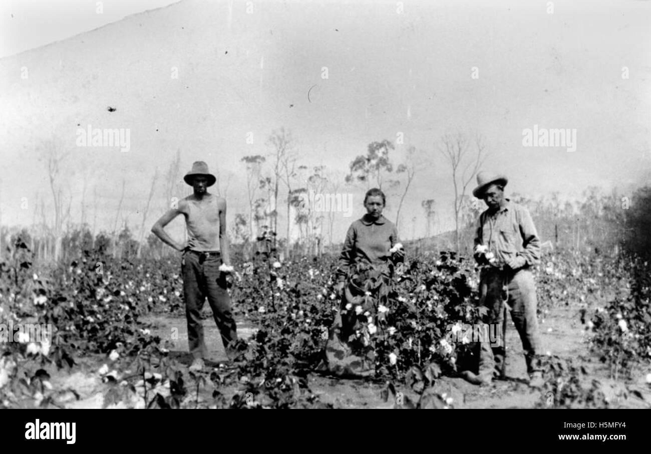Russische Immigranten werden dabei gesehen, wie sie ihre Baumwollproduktion pflegen und ihre landwirtschaftliche Arbeit in einem neuen Land präsentieren. Dieses Bild repräsentiert die Erfahrung von Einwanderern und die Anpassung an landwirtschaftliche Praktiken in fremden Umgebungen während des frühen 20. Jahrhunderts. Stockfoto