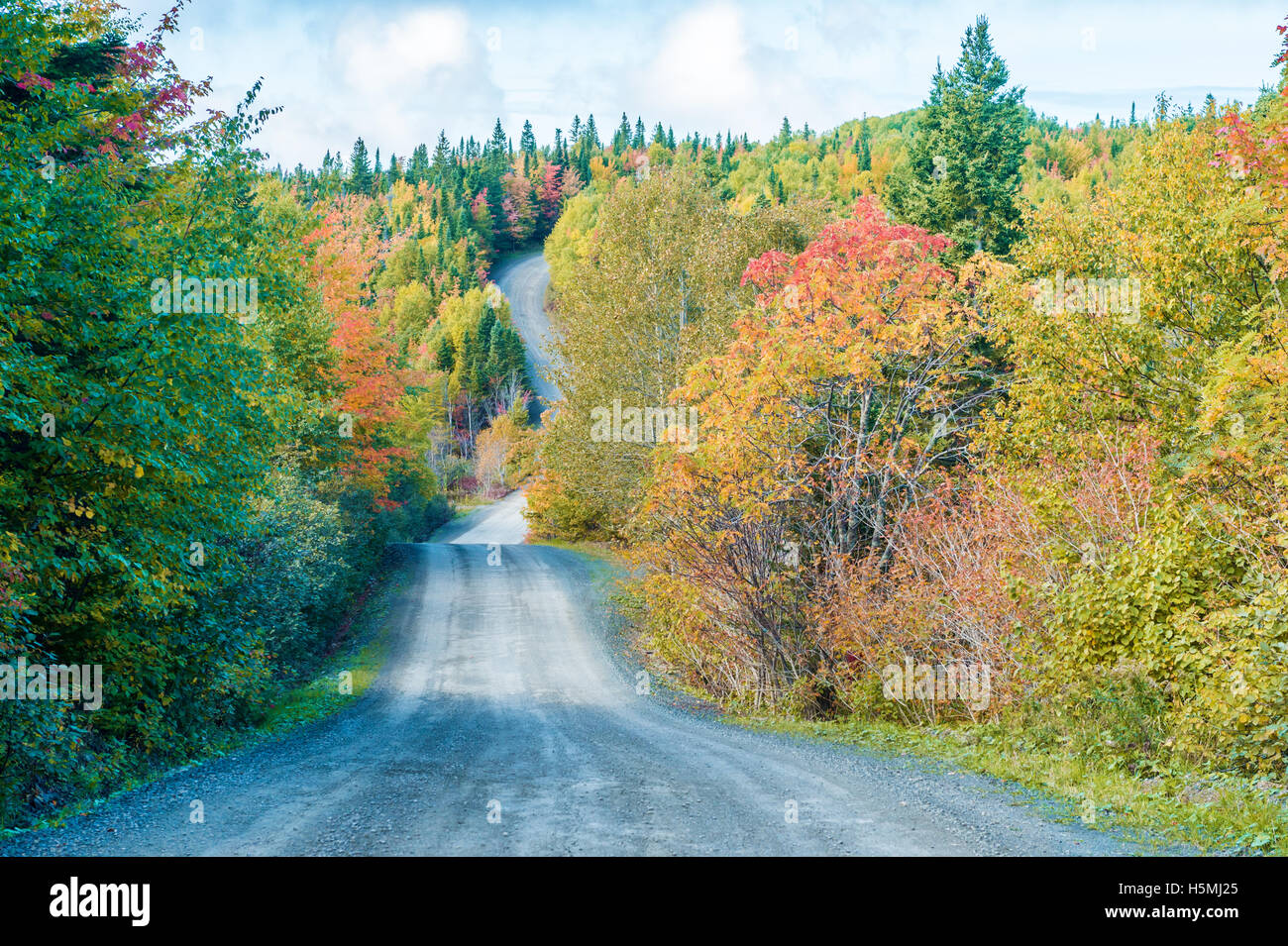 Herbstlaub - Bäume im Herbst Farben entlang der Straße, in Gaspesie, Quebec, Kanada Stockfoto