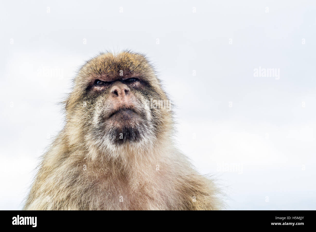 Makaken Barbary Affe von Gibraltar vor hellem Hintergrund Stockfoto