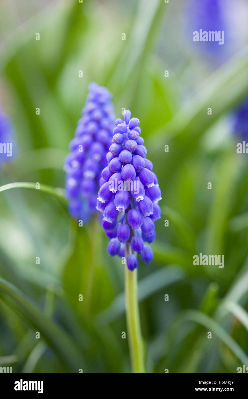 Muscari armeniacum. traubenhyazinthen im Garten. Stockfoto