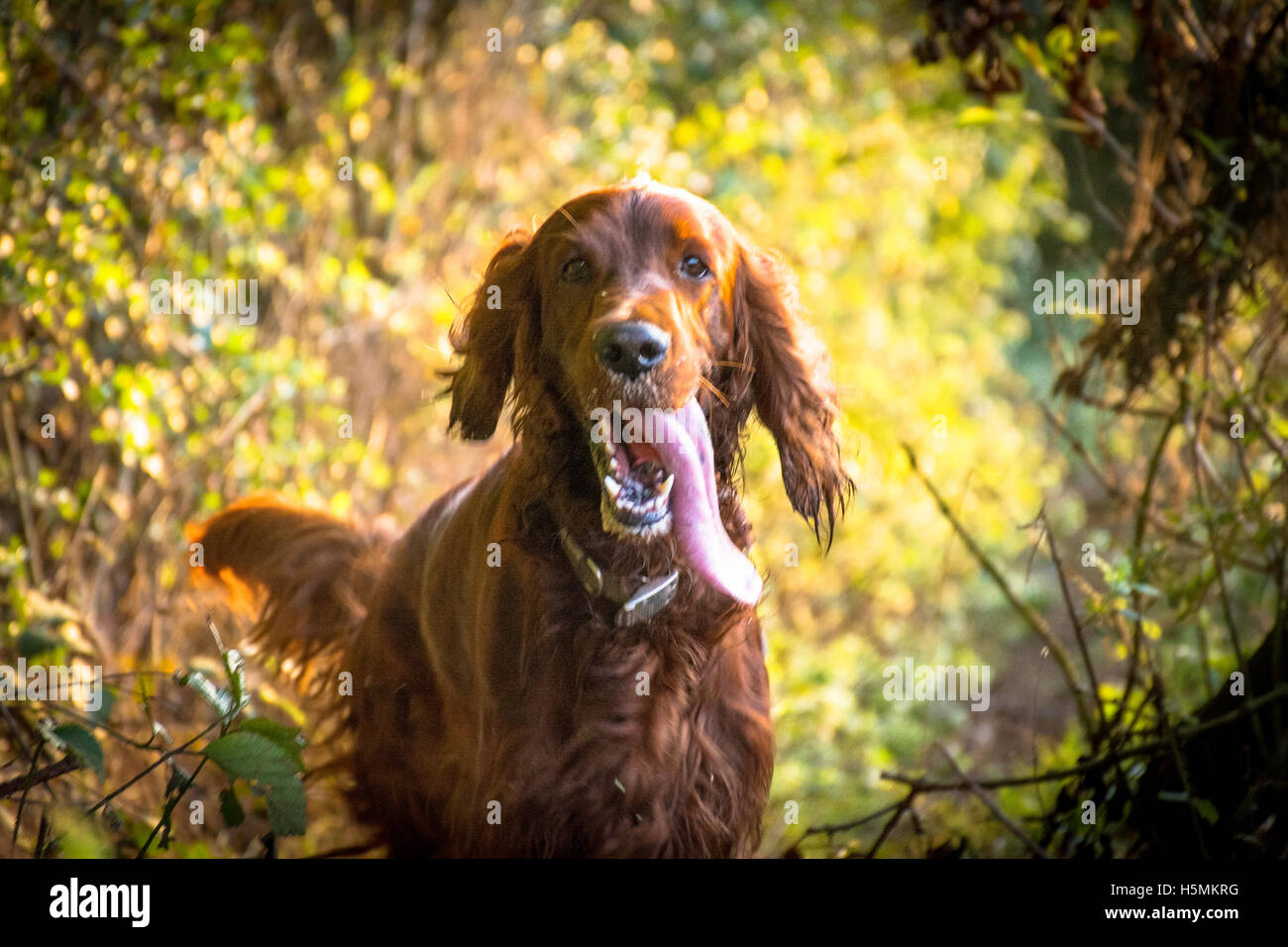 Red Setter Hund mit Zunge heraus Stockfoto