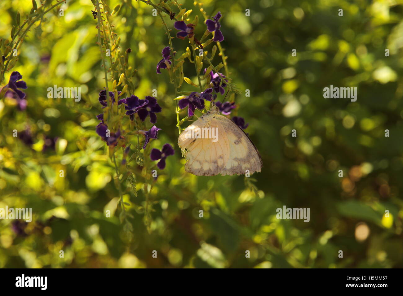 Weißer Schmetterling auf Garten Blume Stockfoto