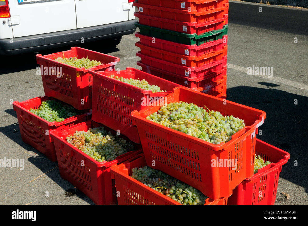 Italienische Trauben in Eimern, die darauf warten, in Sciacchetrà Weinberg, Corniglia, Cinque Terre, Ligurien, Italien, Europa gedrückt werden Stockfoto