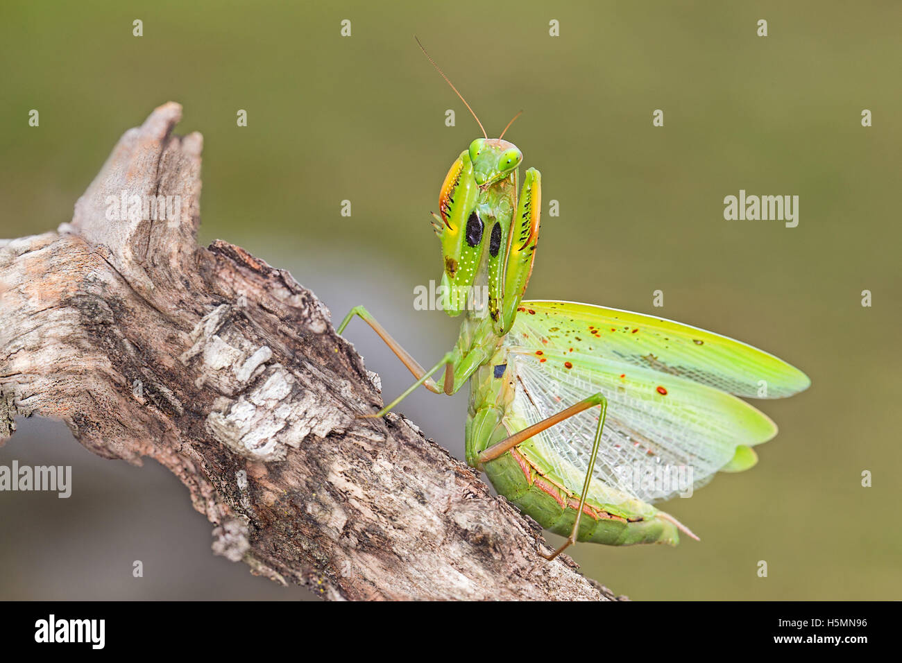 Europäische Gottesanbeterin in der angreifenden Position Stockfoto