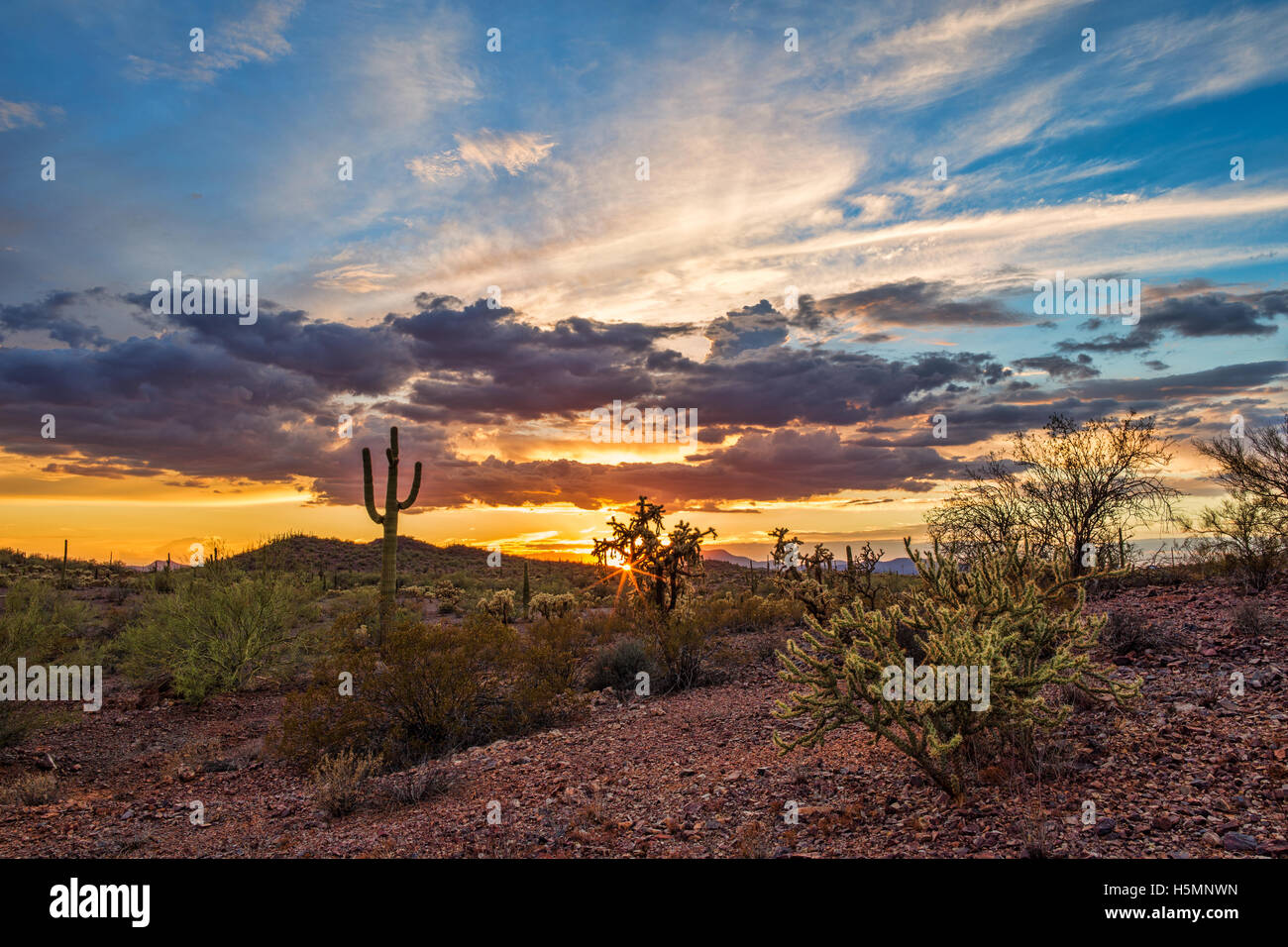 Farbenfroher Sonnenuntergang und Saguaro Kaktus in einer Sonoran Desert Landschaft in Arizona Stockfoto