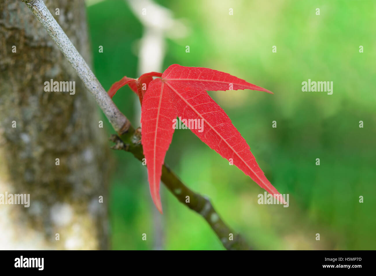 Blätter, Blätter rot-Ahorn auf den Zweigen. Stockfoto