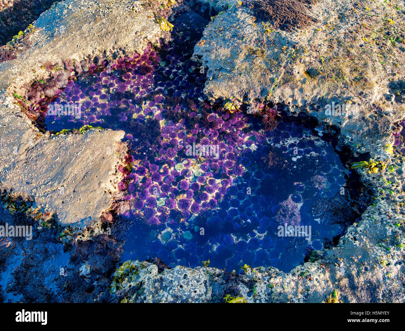 Nahaufnahme des violetten Seeigel bei minus Gezeiten. Devils Punchbowl Zustand natürlicher Umgebung, Oregon Stockfoto