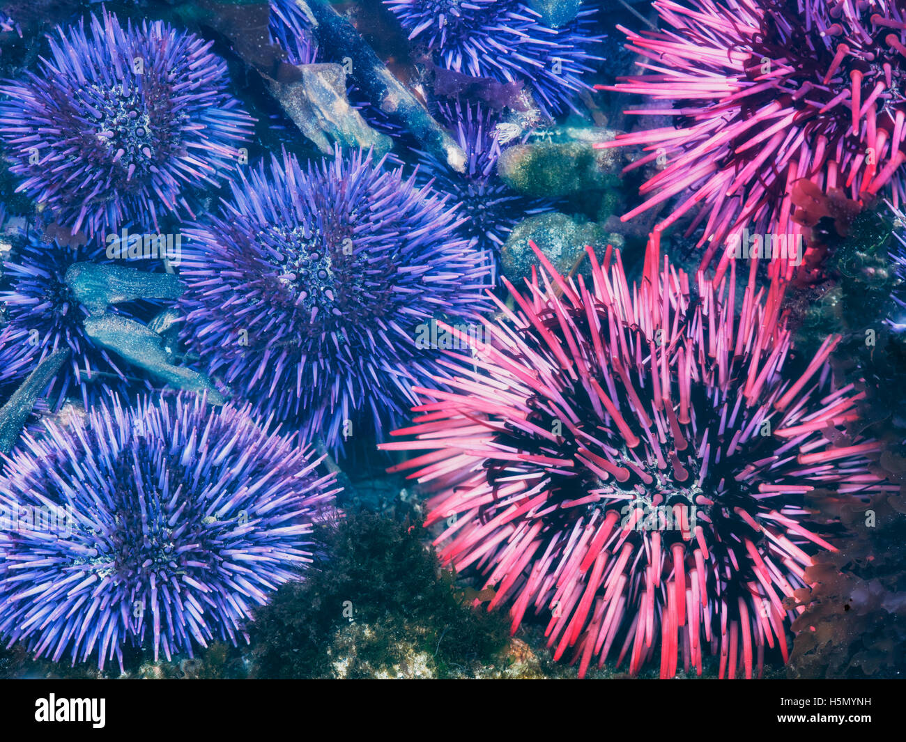 Roten und violetten Seeigel bei extremen minus Gezeiten. Yaquina Head hervorragende natürliche Umgebung, Oregon Stockfoto