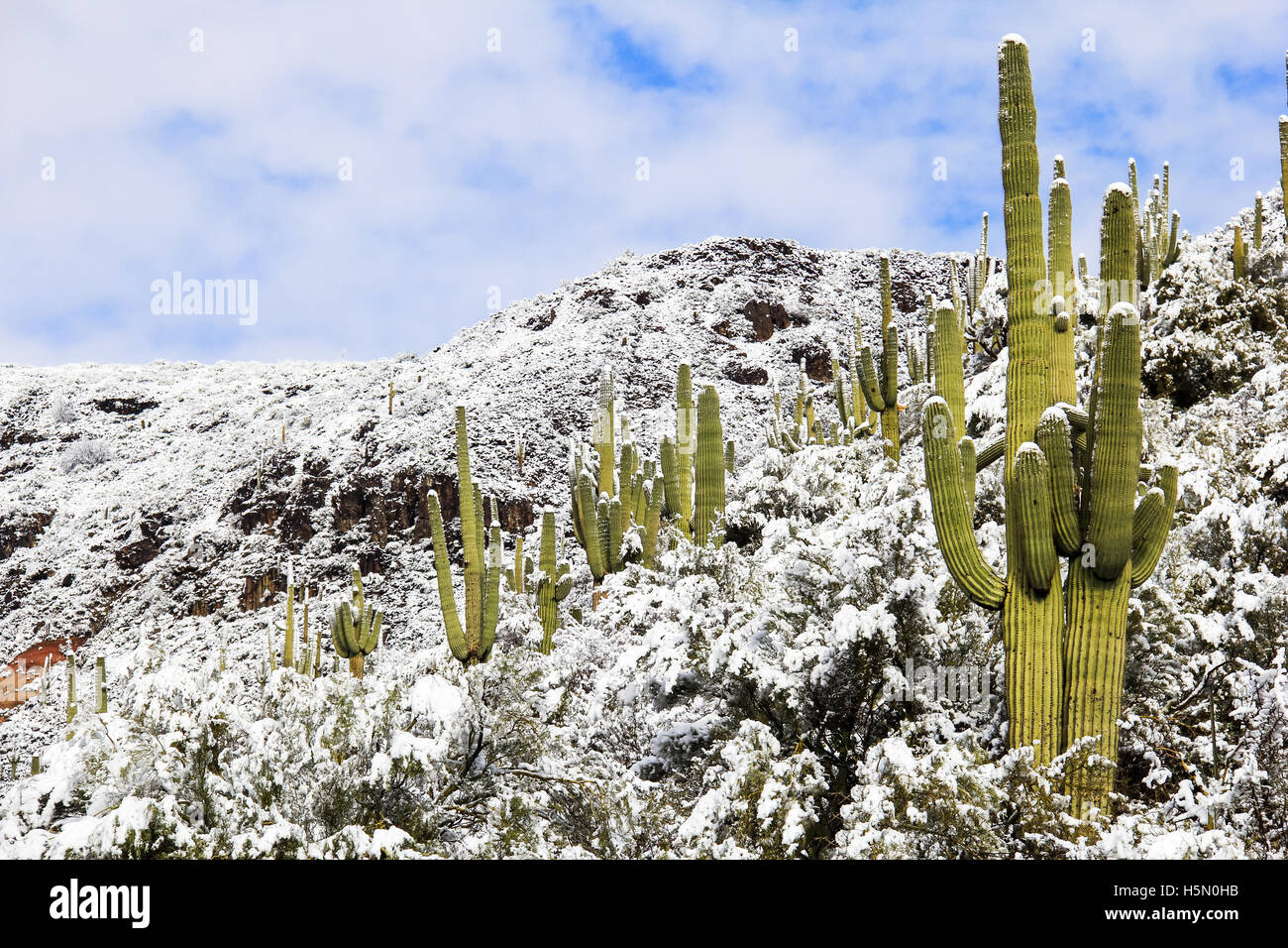 Saguaro Kaktus im Schnee. Arizona Wüste Winterszene Stockfoto