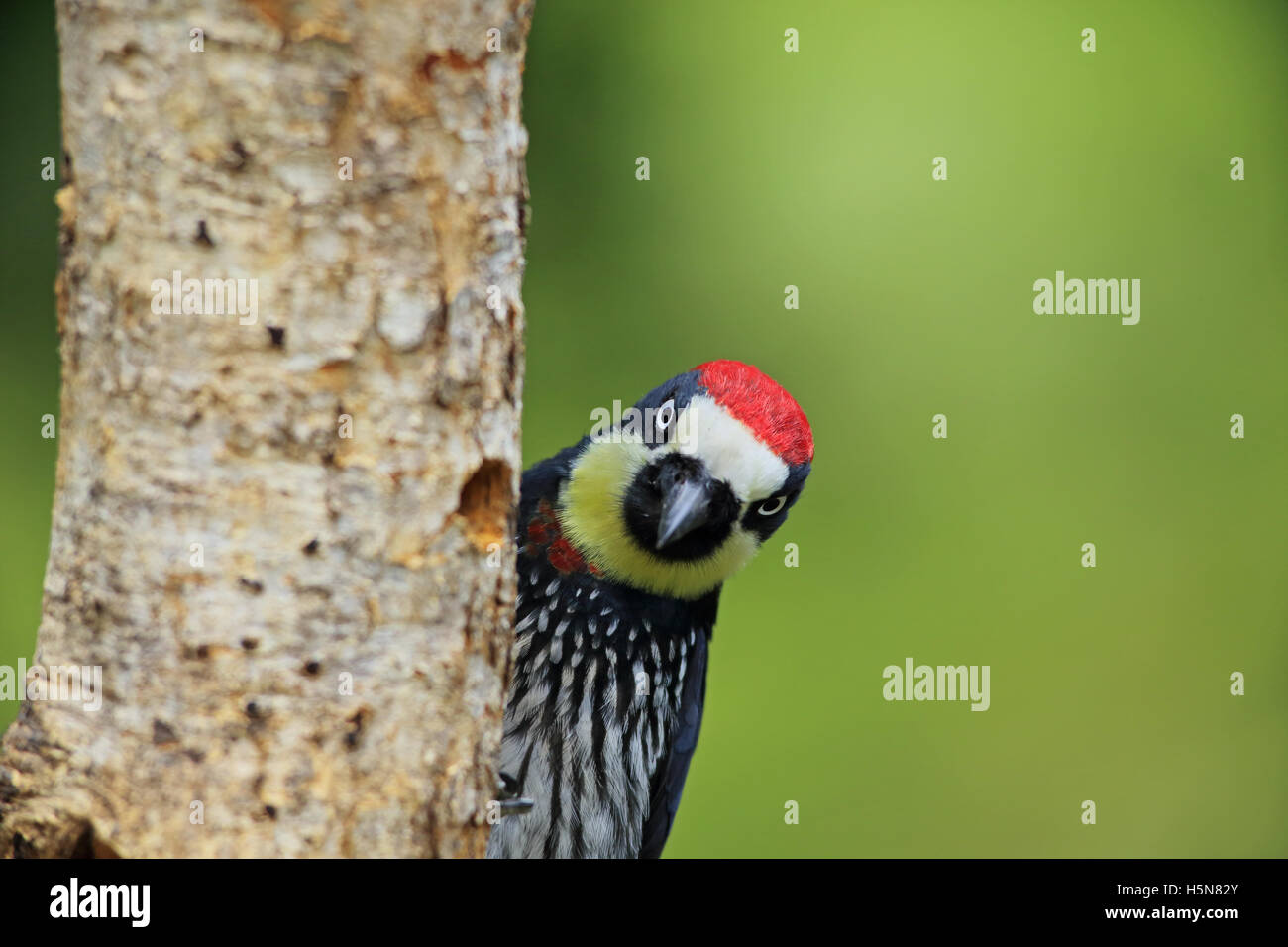 Eichel Specht (Melanerpes Formicivorus) im Nebelwald, San Gerardo de Dota, Cerro De La Muerte, Costa Rica. Stockfoto