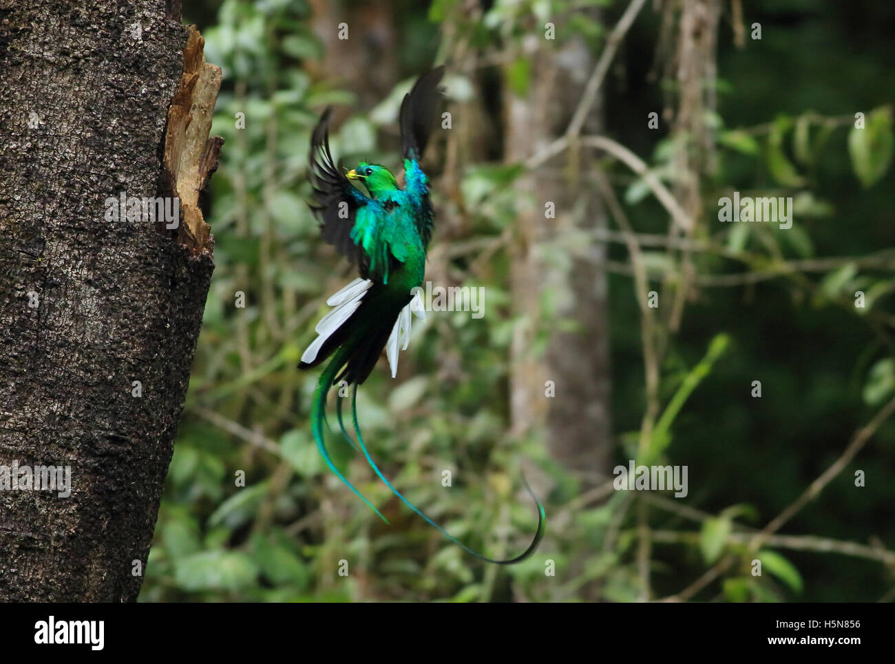 Mannliche Feude Quetzal Pharomachrus Mocinno Fliegen Nebelwald