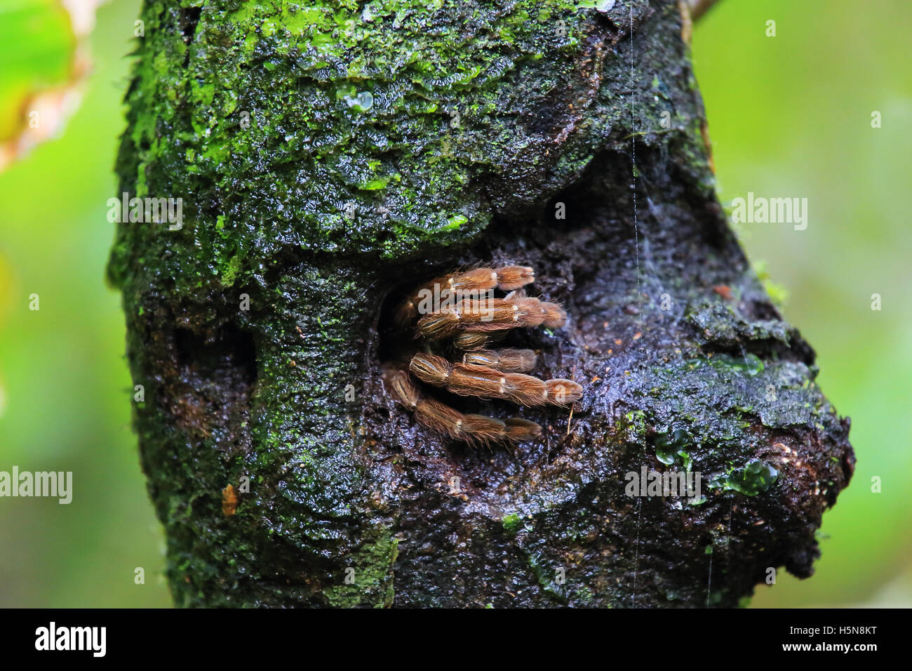 Vogelspinne in Loch im Baumstamm versteckt. Tropischer Regenwald, Nationalpark Tortuguero, Costa Rica. Stockfoto