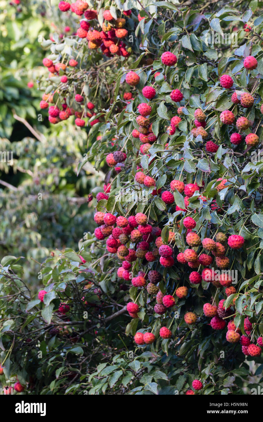 Herbstliche Früchte Blüte Hartriegel, Cornus Kousa. Stockfoto