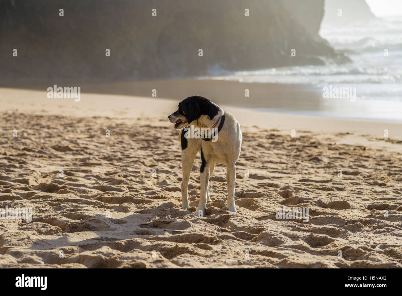 Hund spielen und planschen im Wasser am Strand von Praia da Adraga, Portugal Stockfoto