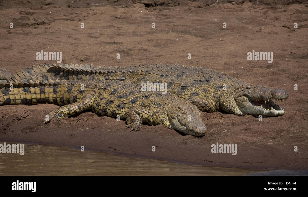 Afrikanischen Krokodile ruht auf Sandbänken Kenias Masai Mara River Stockfoto