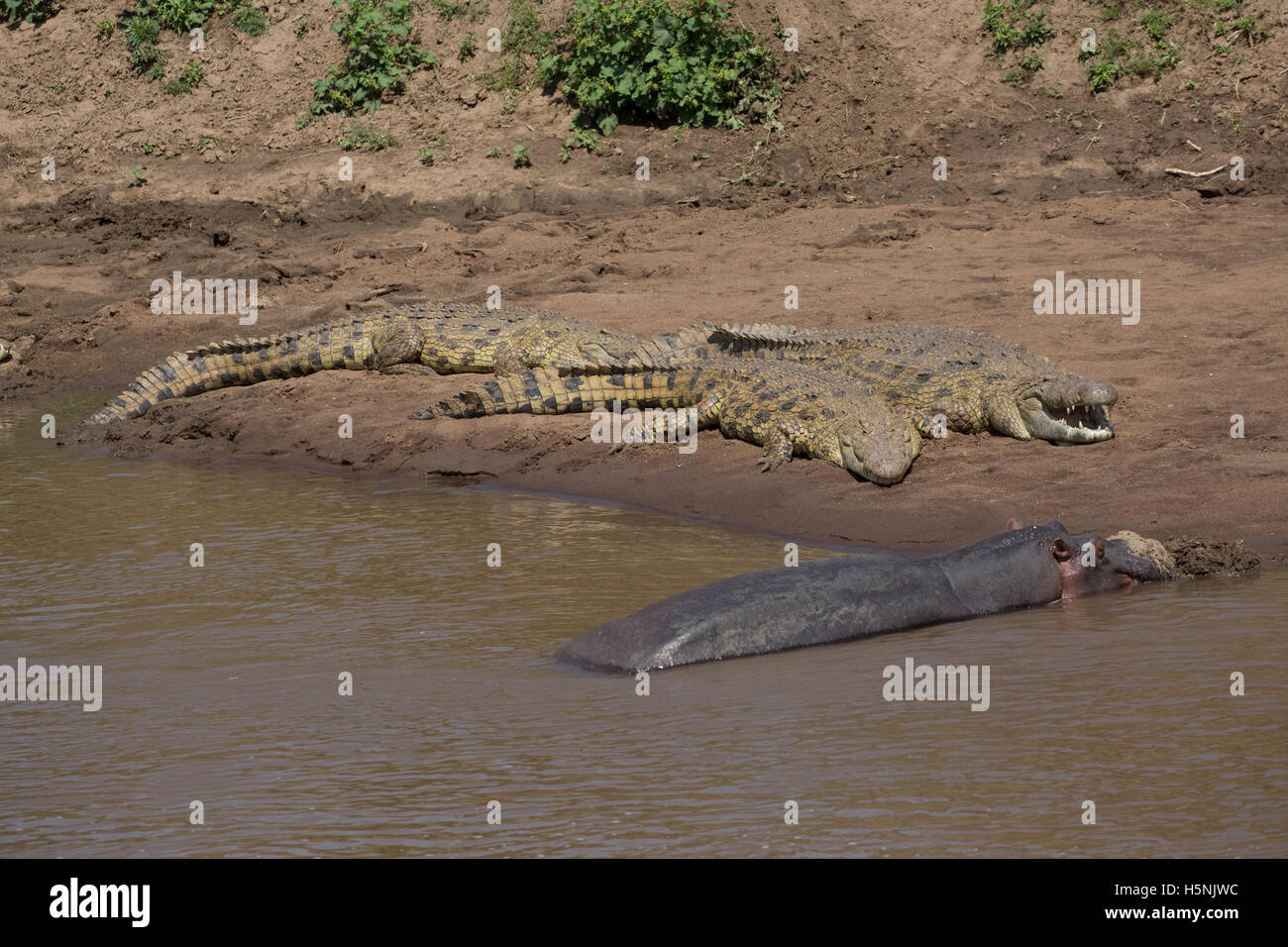 Afrikanischen Krokodile ruhen von Hippo auf Sandbänken Kenias Masai Mara River Stockfoto