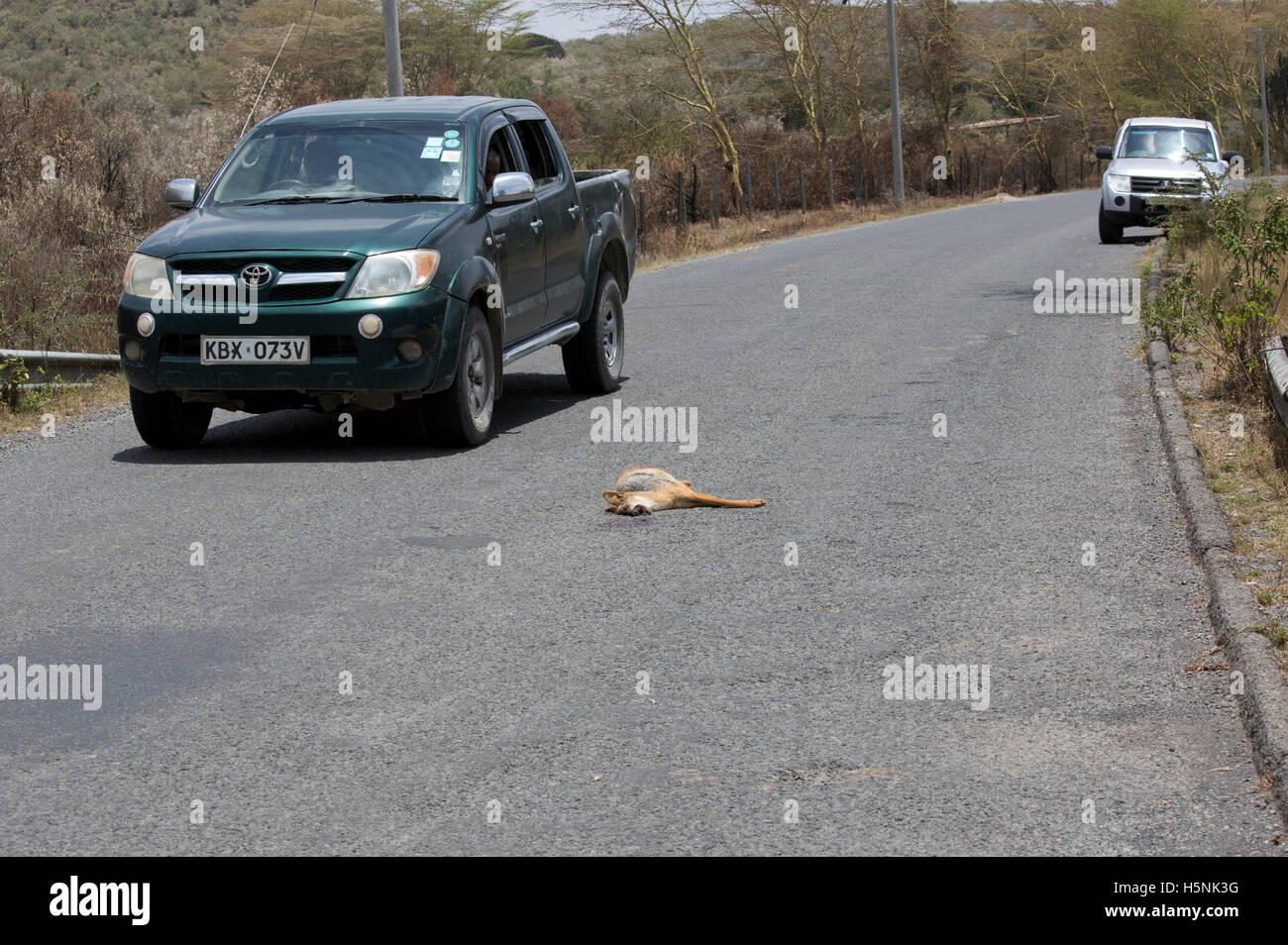 Auto jetzt Straße Hells Gate Naivasha Kenia mehr als 85 % der Tierwelt in den Lake Naivasha Basin Tote Black-backed Schakal Weitergabe Stockfoto