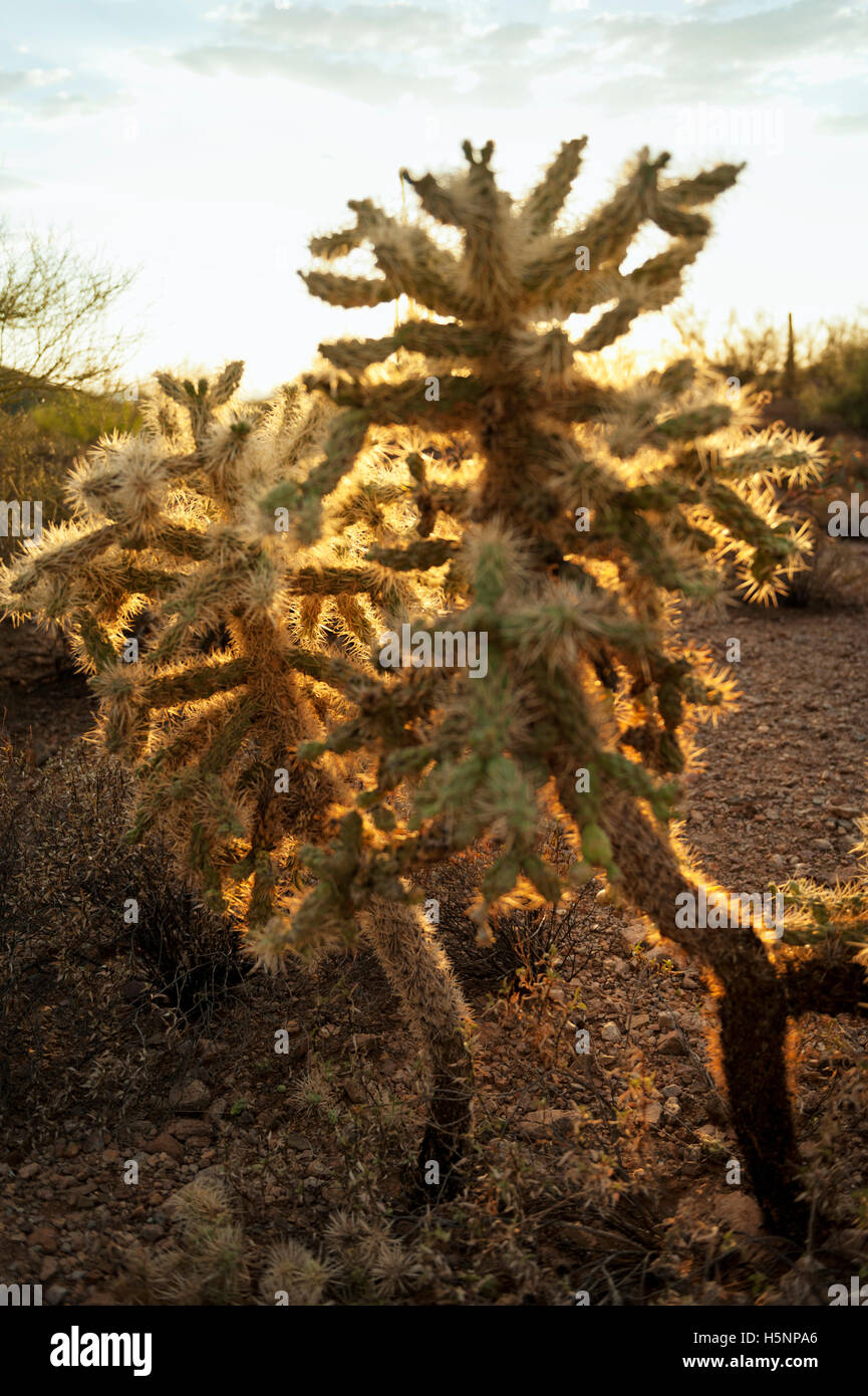 Cylindropuntia Fulgida oder "springen Kaktus in der Wüste Südwesten der USA gefunden. Stockfoto
