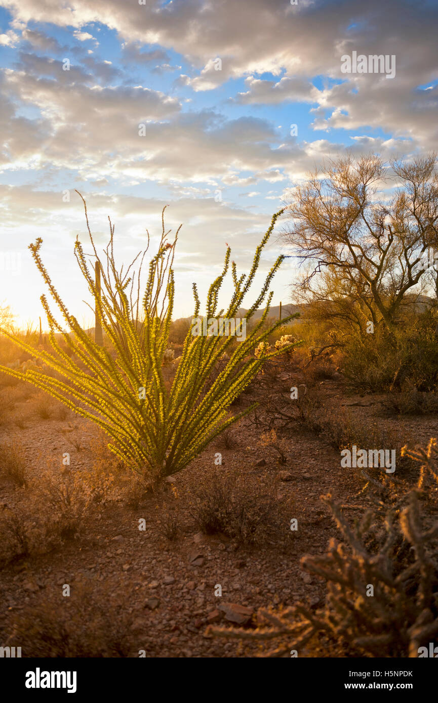 Arizona Wüste Fouquieria Splendens oder Ocotillo Pflanze Stockfoto